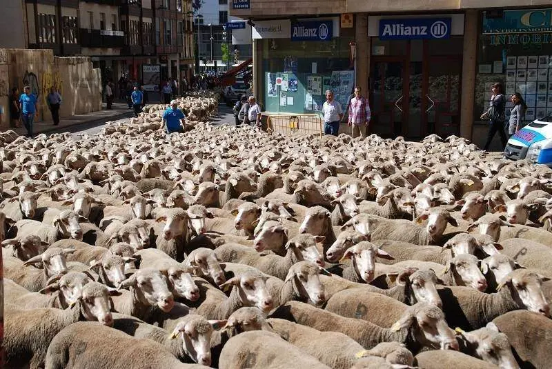 Uno de los pasos de la Trashumancia por la ciudad de Soria