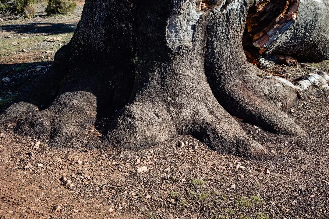 Encina de Valderrom&aacute;n6