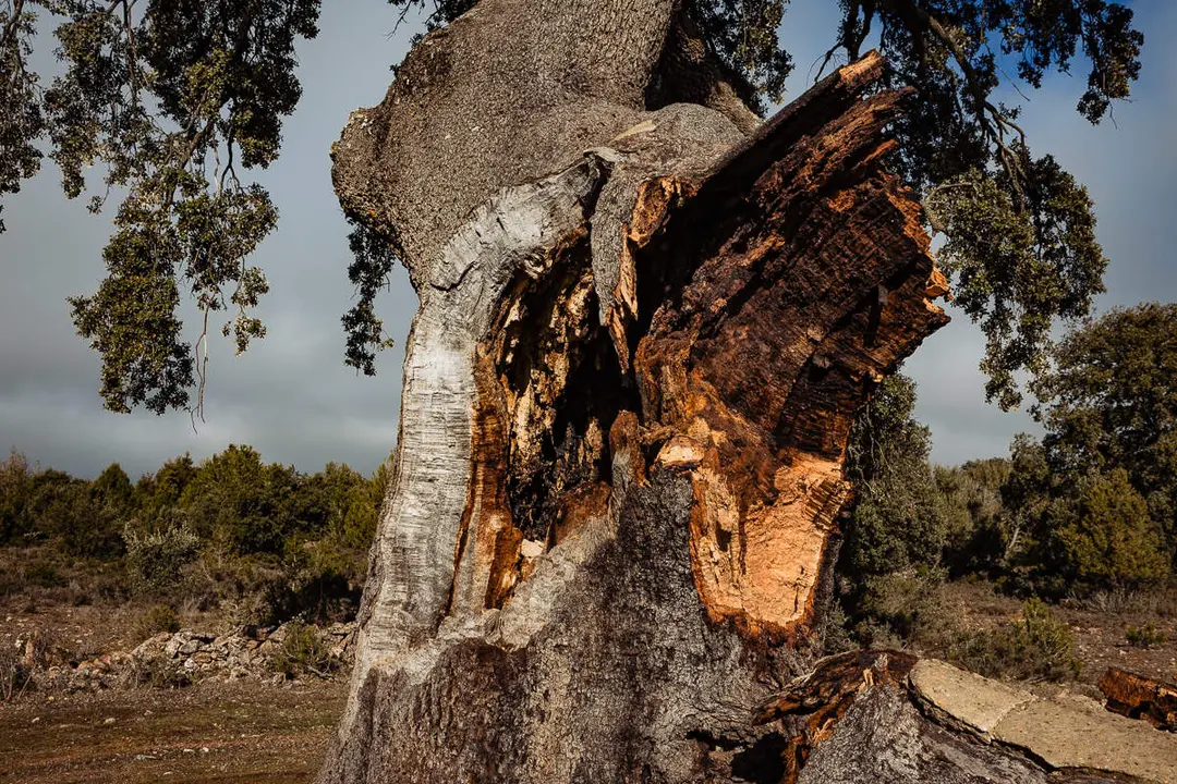 Encina de Valderrom&aacute;n10