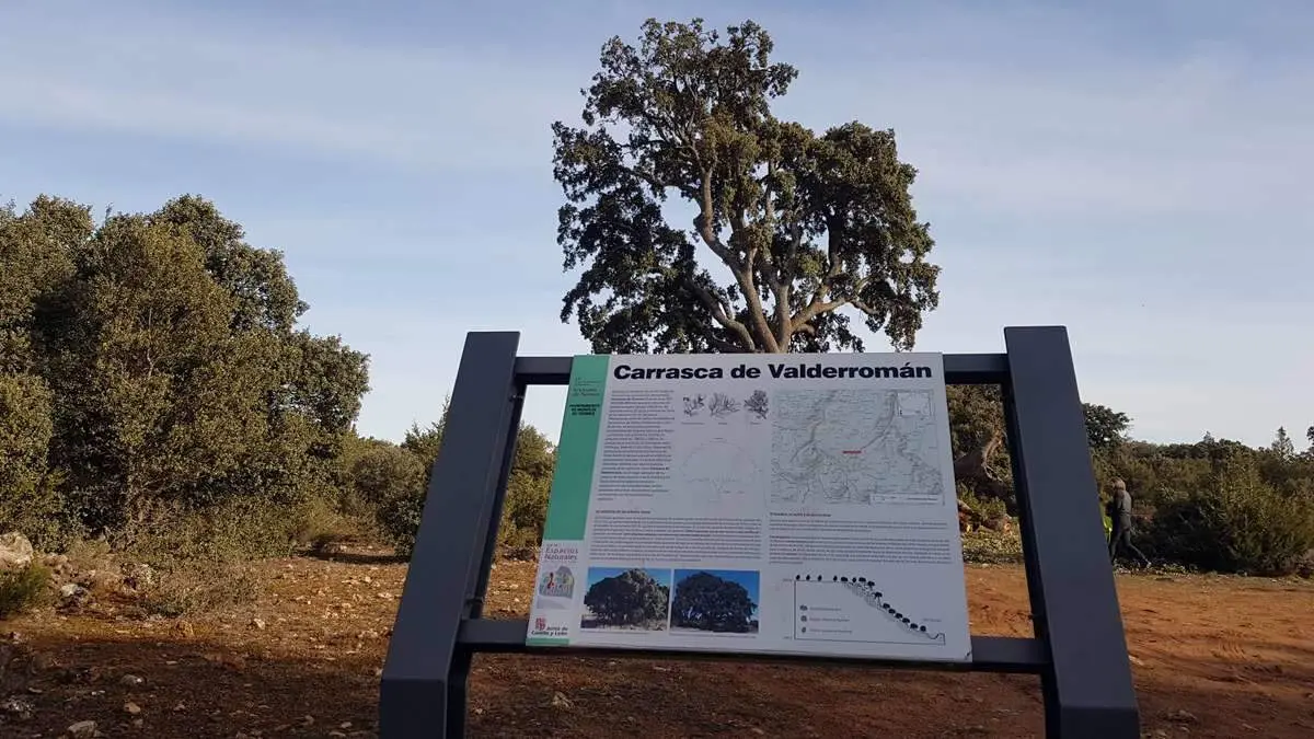 Ca&ntilde;&oacute;n de Caracena y Carrasca de Valderrom&aacute;n (11)