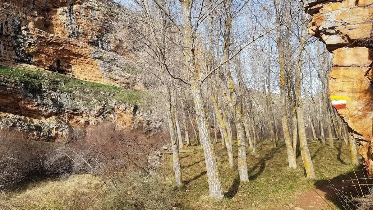 Ca&ntilde;&oacute;n de Caracena y Carrasca de Valderrom&aacute;n (12)