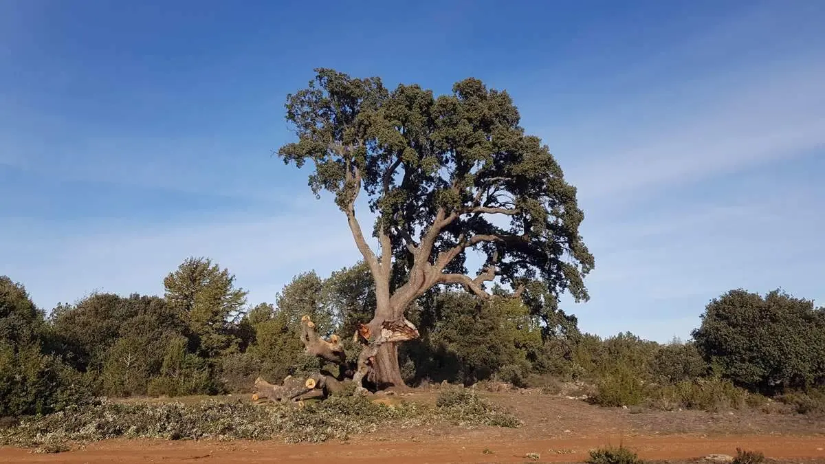 Ca&ntilde;&oacute;n de Caracena y Carrasca de Valderrom&aacute;n (13)