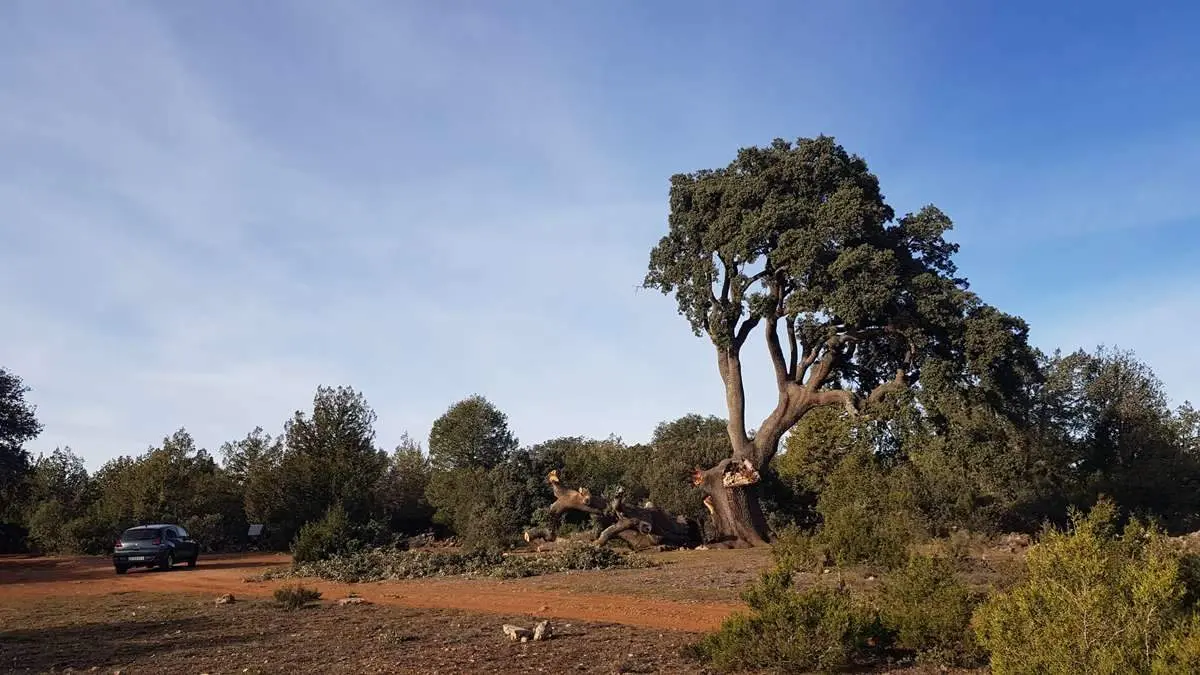 Ca&ntilde;&oacute;n de Caracena y Carrasca de Valderrom&aacute;n (14)