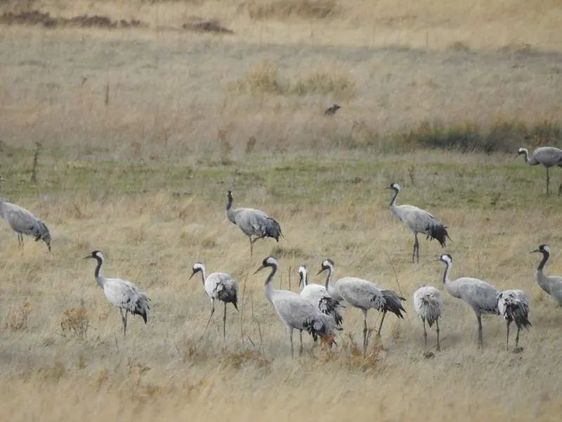 Grullas en Rabanera del Campo