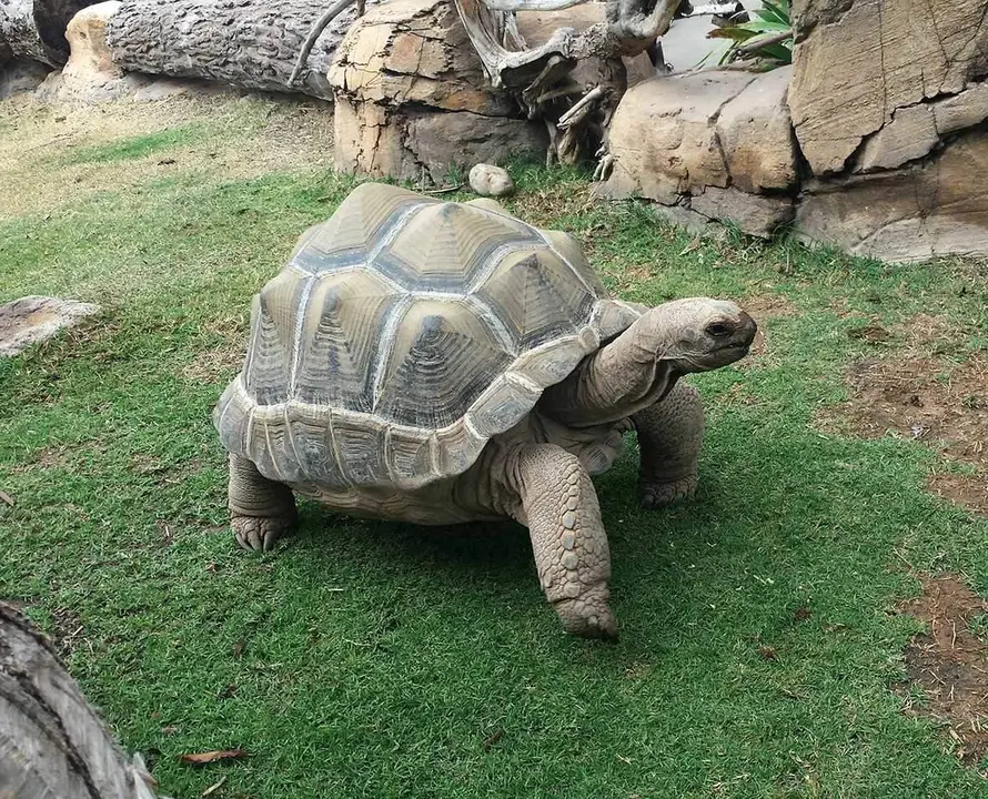 Tortugas gigantes 2