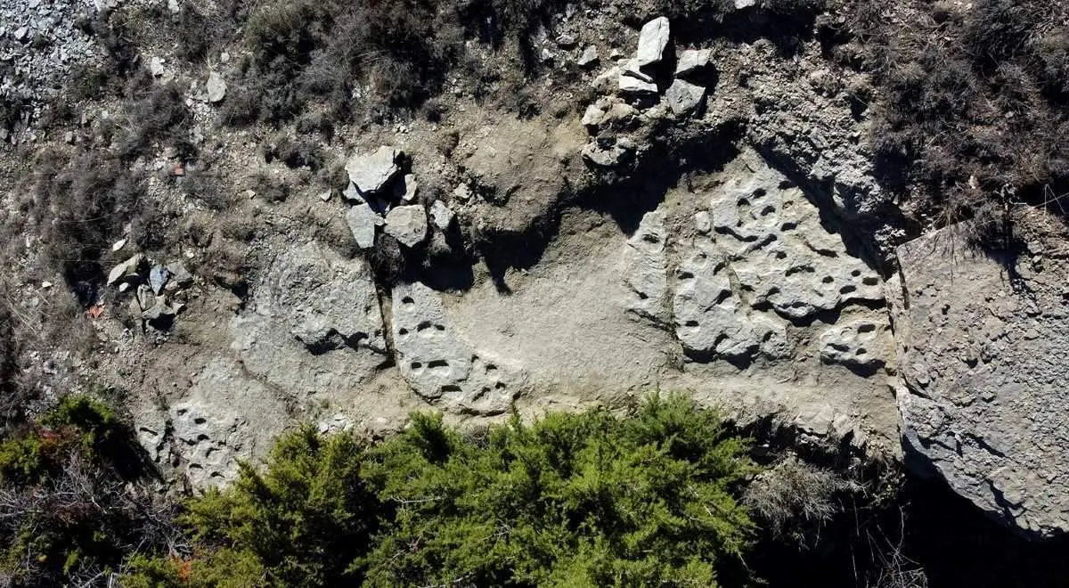 Tortugas gigantes 3