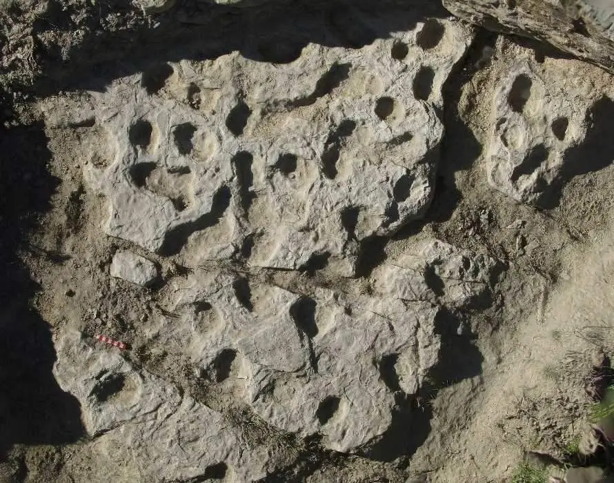 Tortugas gigantes 4