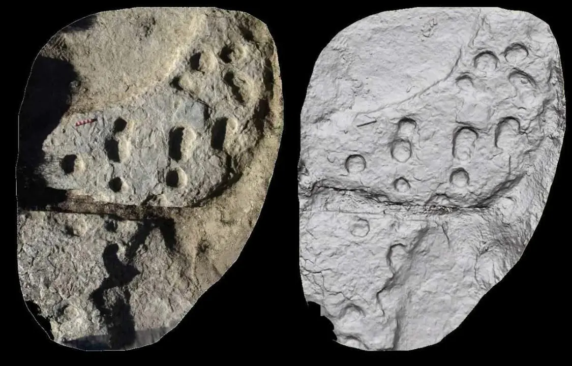 Tortugas gigantes 5