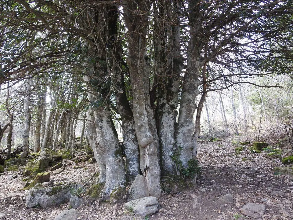 Robles y acebos en la Sierra de Tabanera (1)