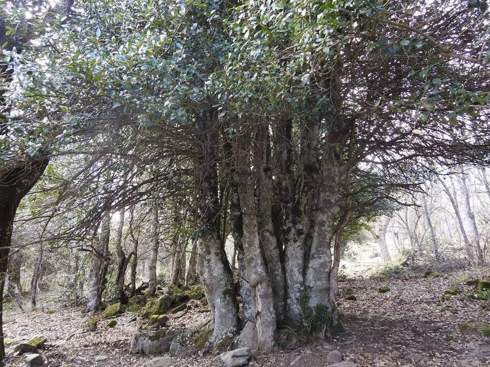 Robles y acebos en la Sierra de Tabanera (2)