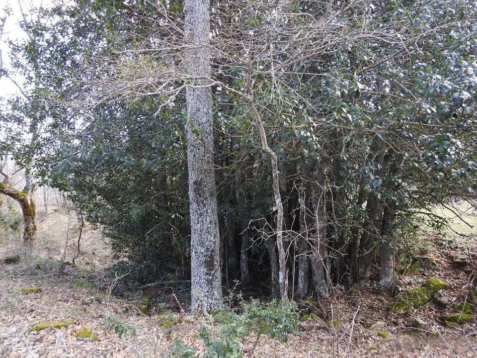 Robles y acebos en la Sierra de Tabanera (3)