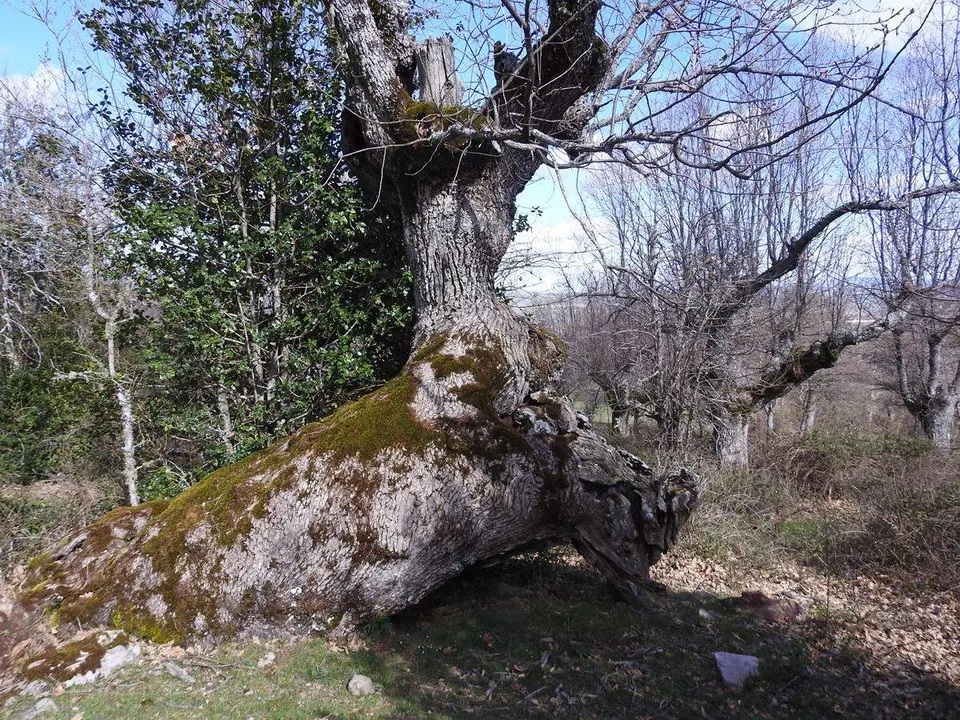 Robles y acebos en la Sierra de Tabanera (4)
