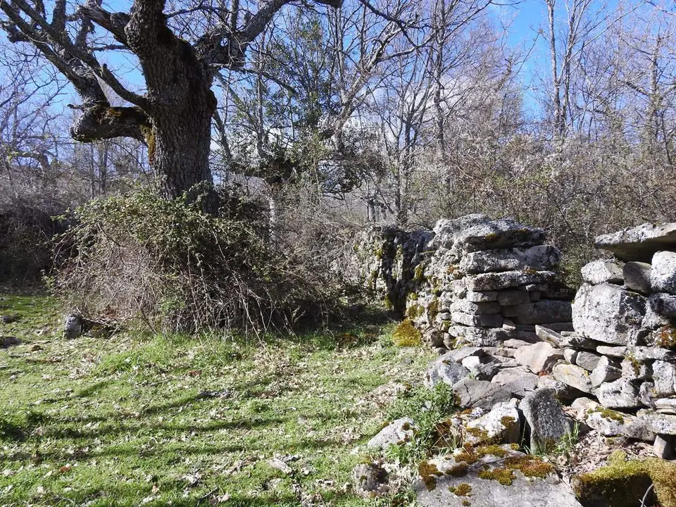 Robles y acebos en la Sierra de Tabanera (5)