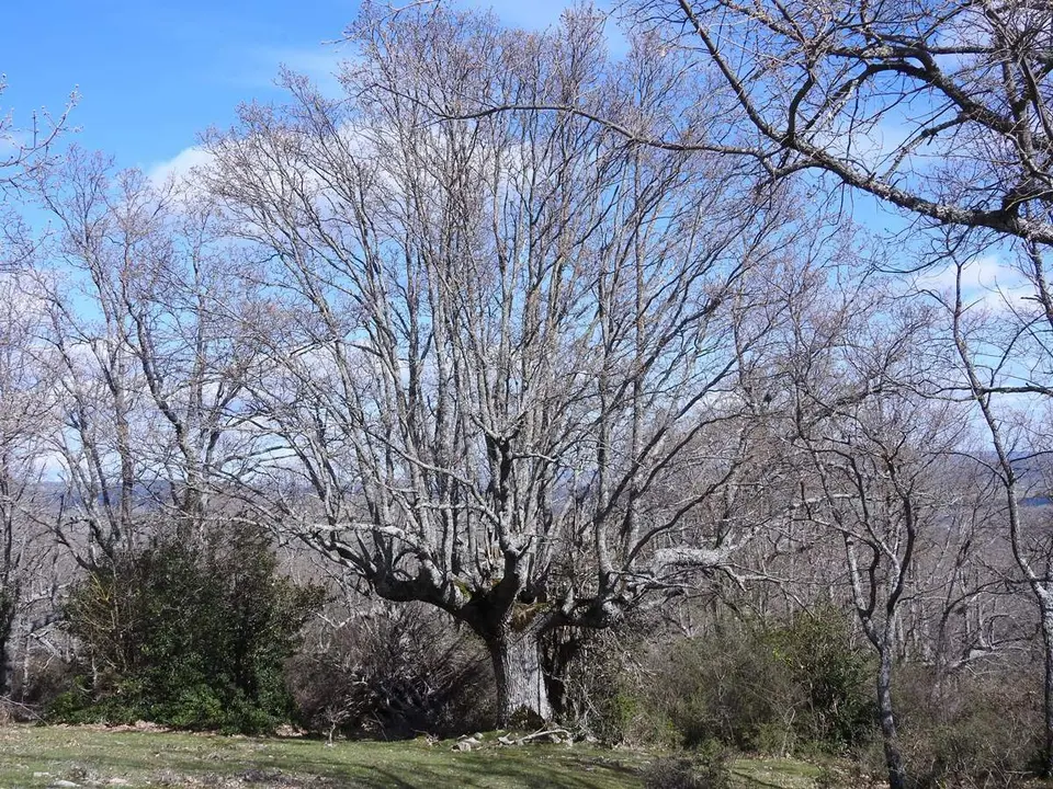 Robles y acebos en la Sierra de Tabanera (6)