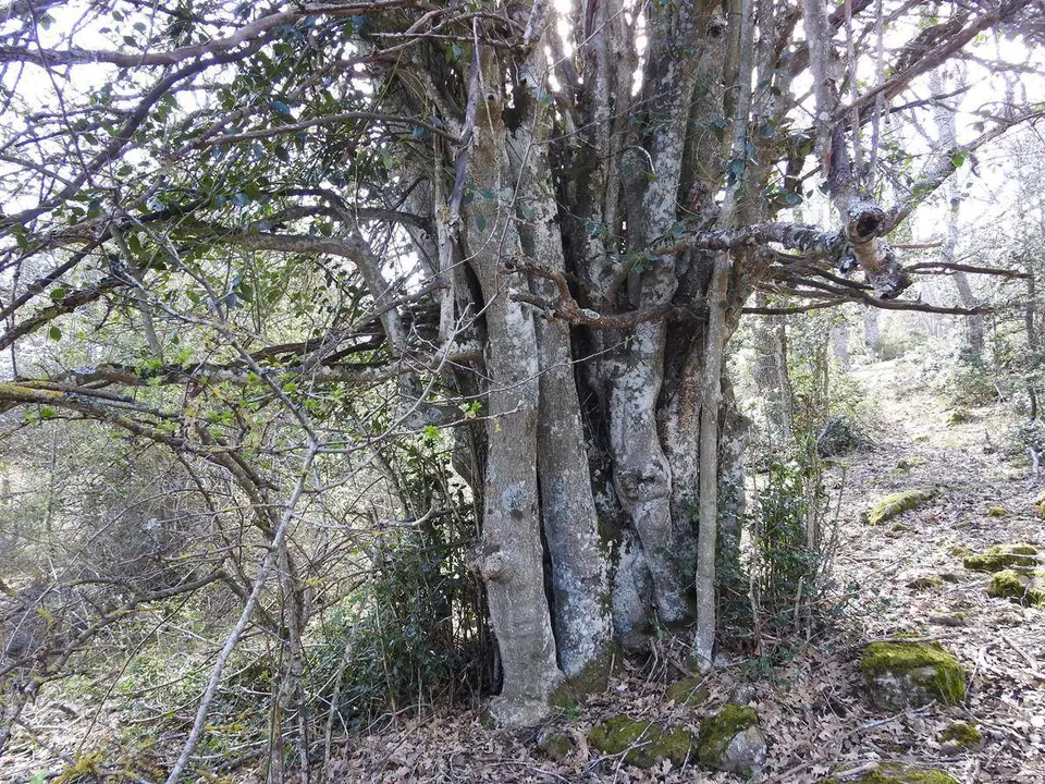 Robles y acebos en la Sierra de Tabanera (7)