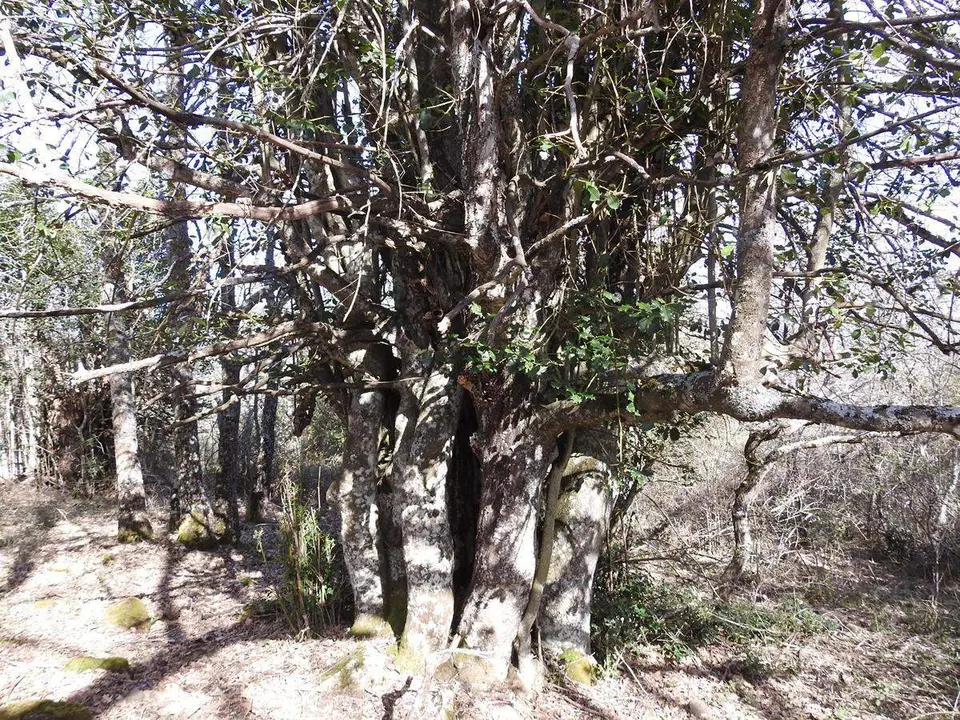 Robles y acebos en la Sierra de Tabanera (8)