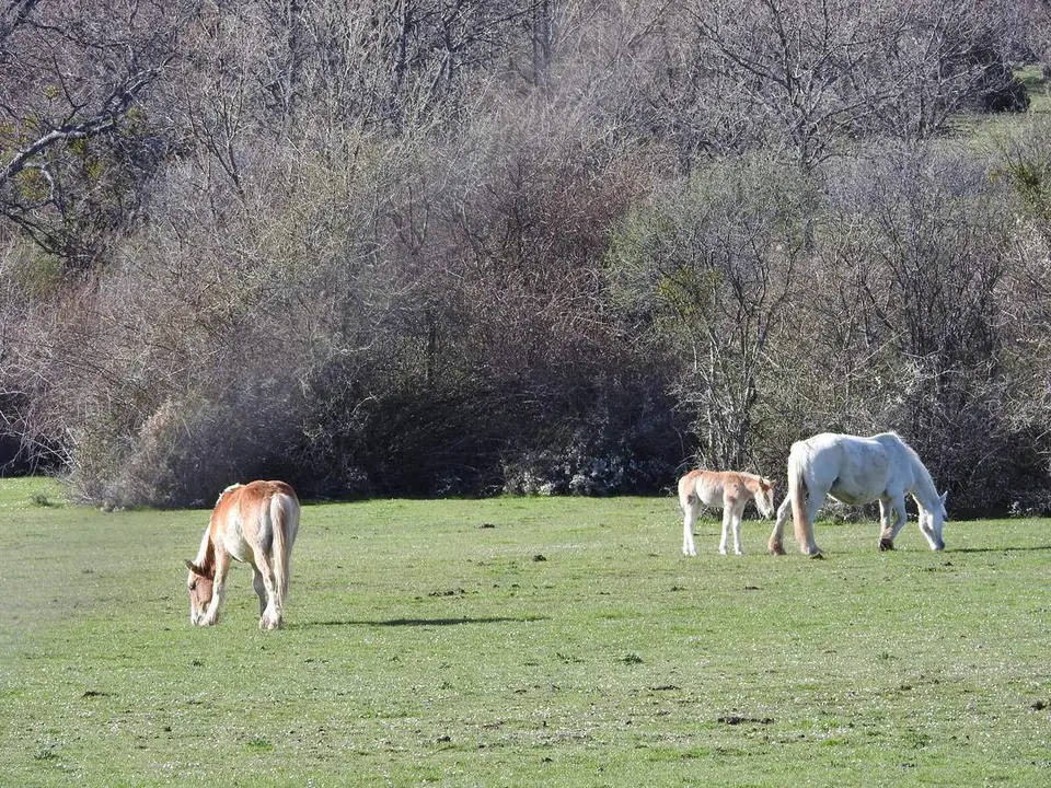 Robles y acebos en la Sierra de Tabanera (10)