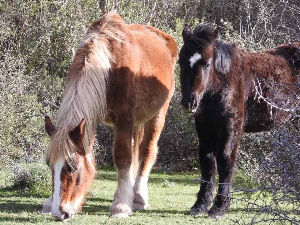 Robles y acebos en la Sierra de Tabanera (11)