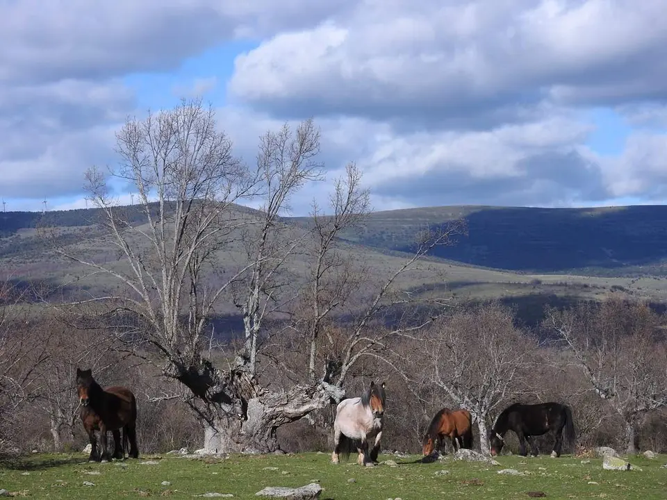 Robles y acebos en la Sierra de Tabanera (12)