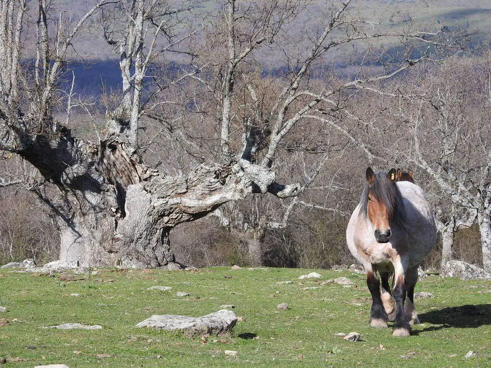 Robles y acebos en la Sierra de Tabanera (13)