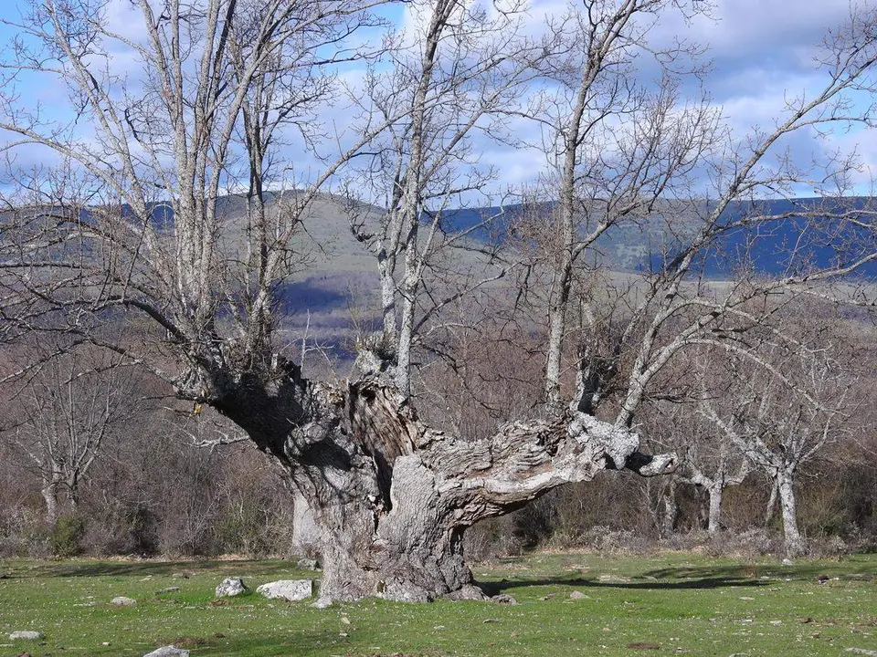 Robles y acebos en la Sierra de Tabanera (14)