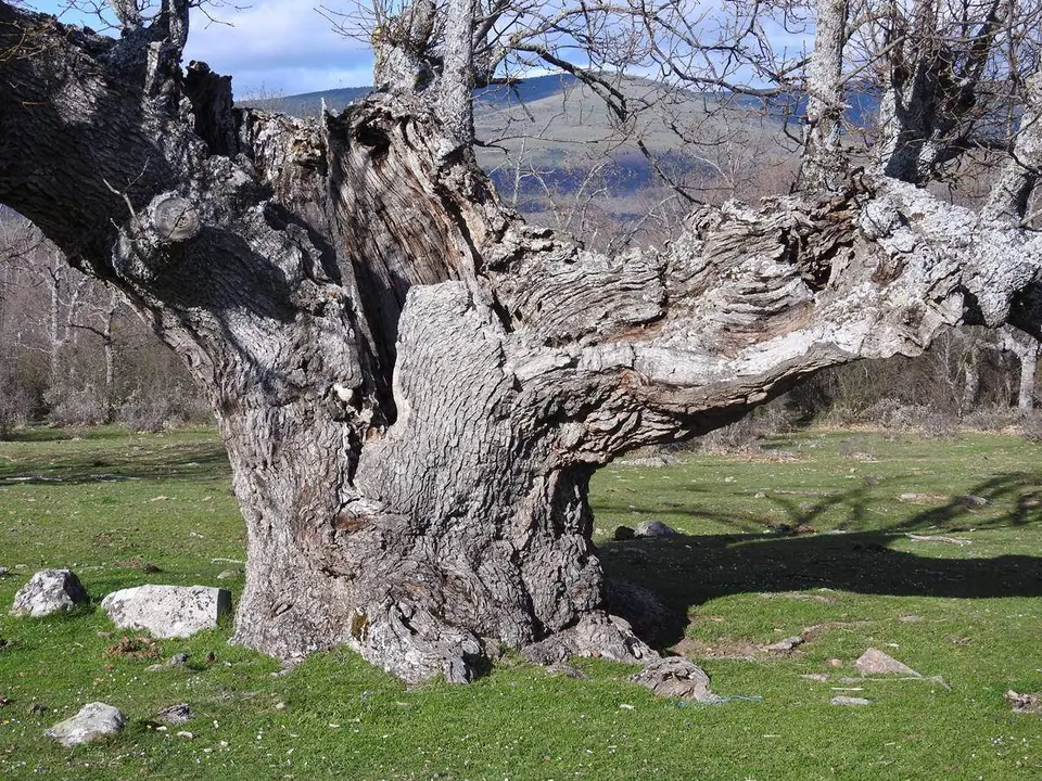 Robles y acebos en la Sierra de Tabanera (15)