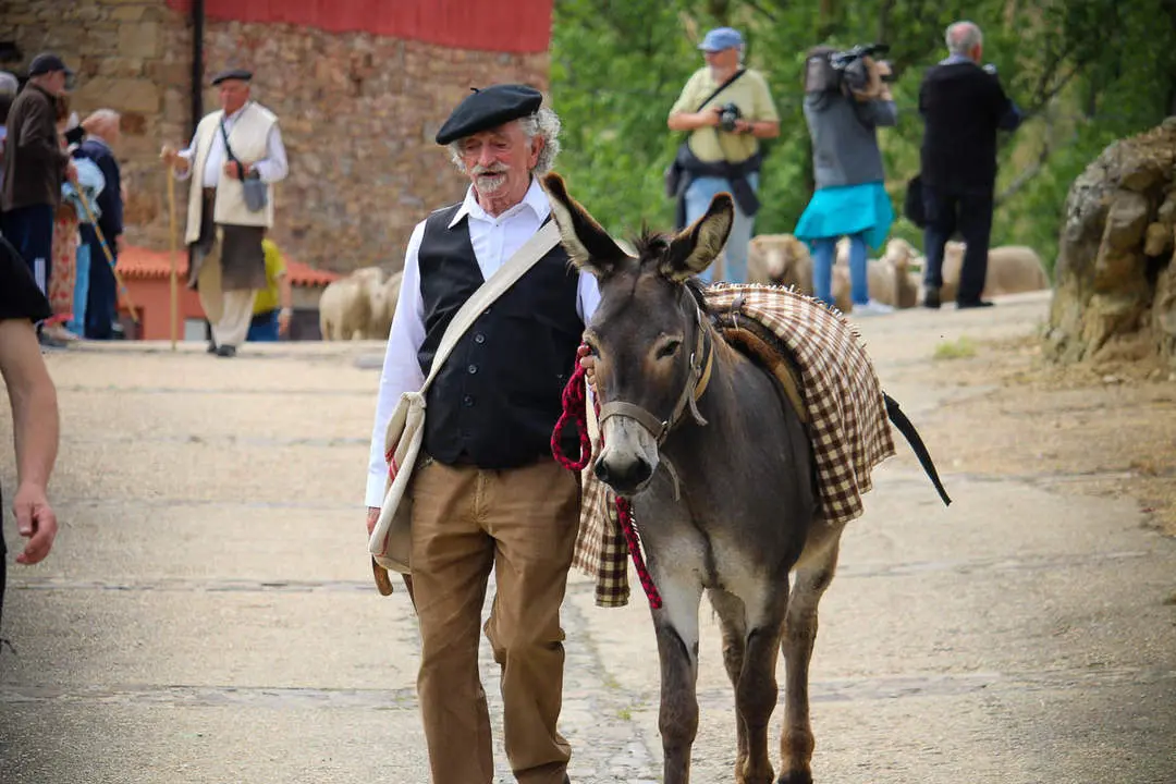 Trashumancia en Oncala-4