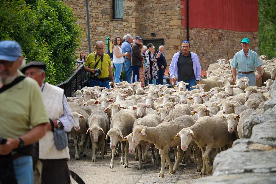 Trashumancia en Oncala-6