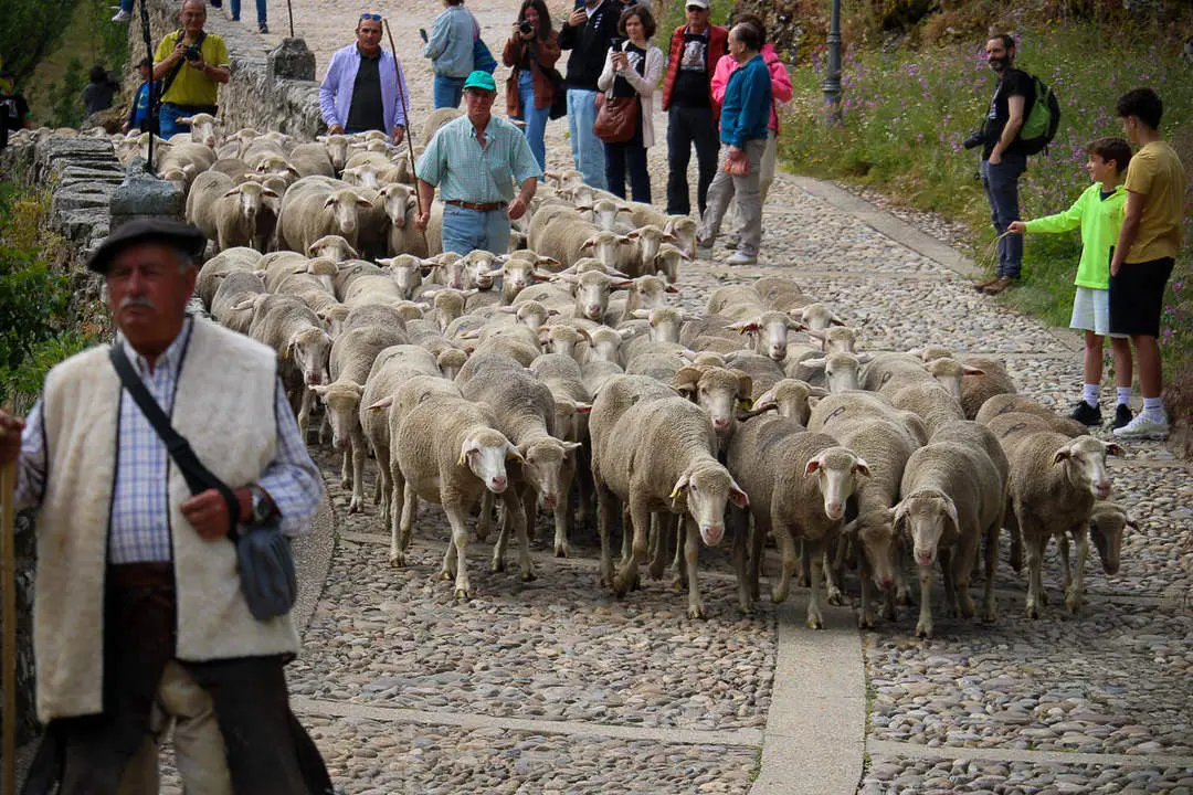 Trashumancia en Oncala-9