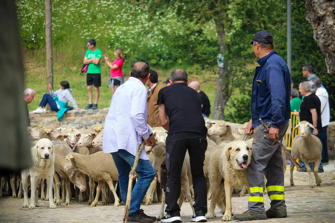 Trashumancia en Oncala-13