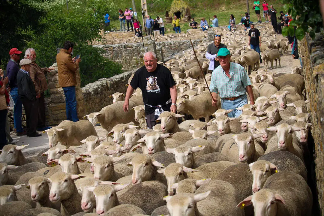 Trashumancia en Oncala-16