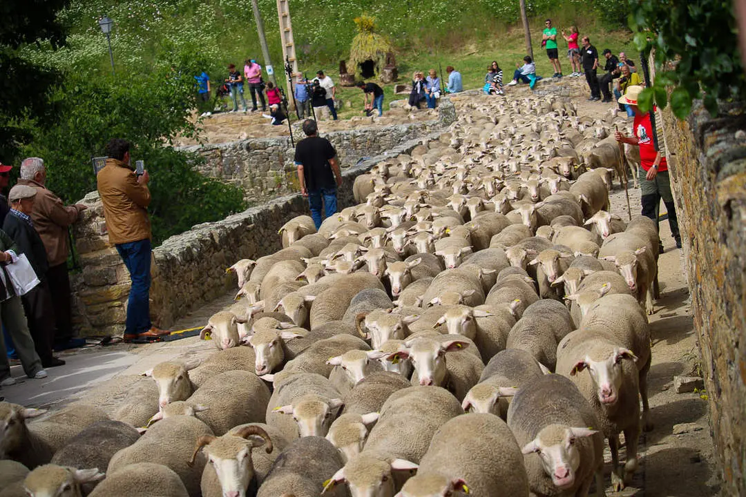 Trashumancia en Oncala-17