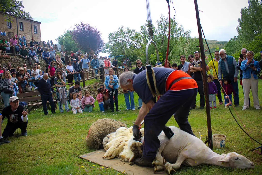 Trashumancia en Oncala-41