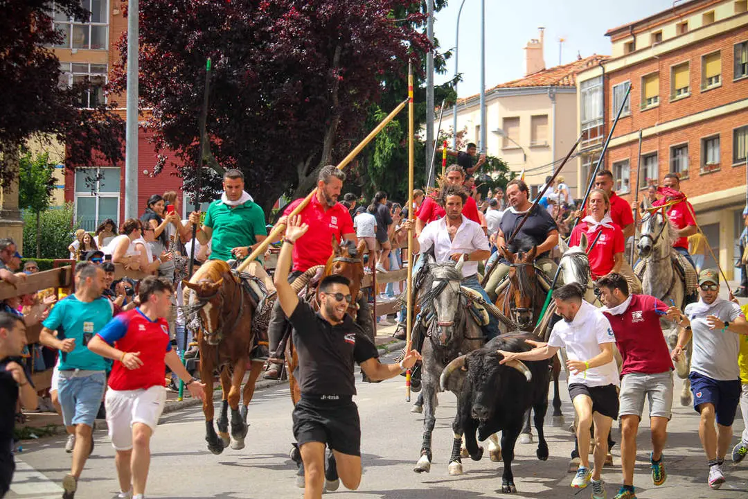 Llegada de los novillos a la plaza de toros-3