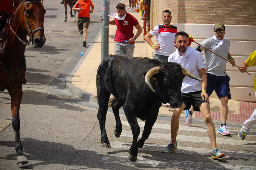 Llegada de los novillos a la plaza de toros-6