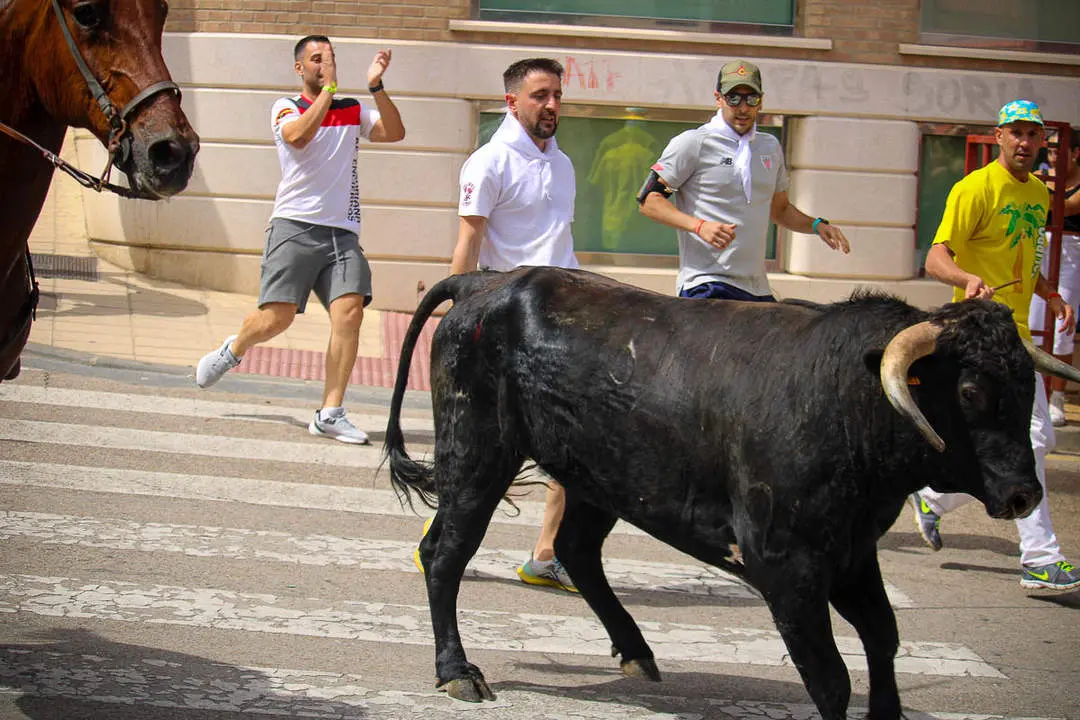 Llegada de los novillos a la plaza de toros-7