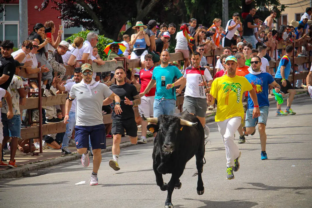 Llegada de los novillos a la plaza de toros-9