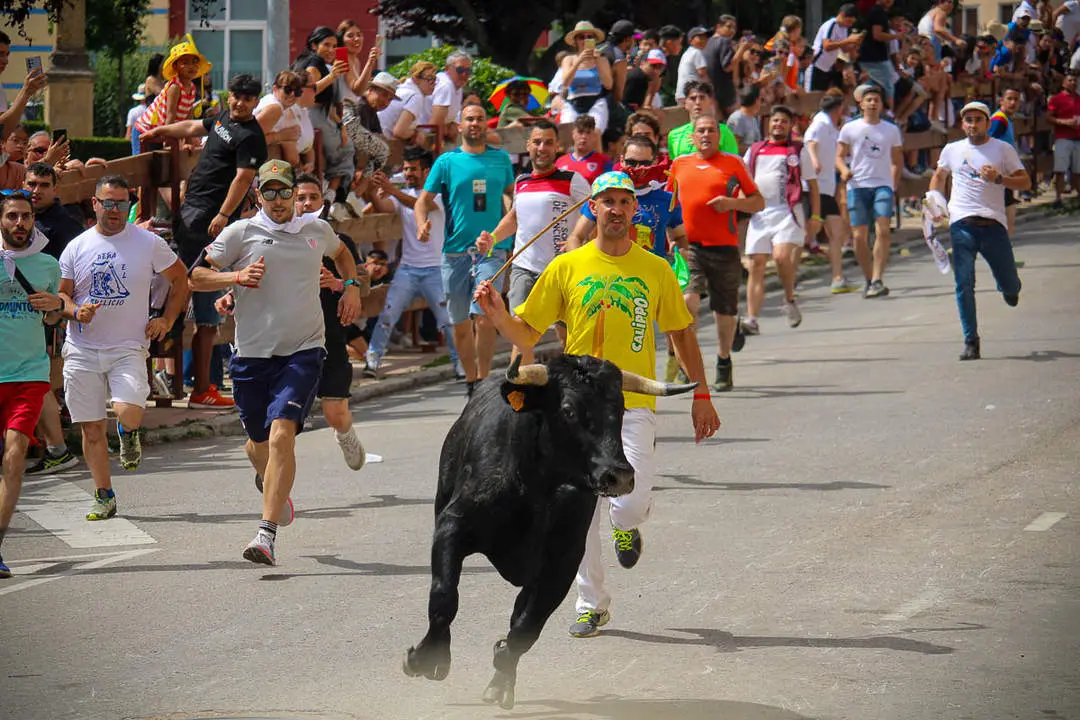 Llegada de los novillos a la plaza de toros-10