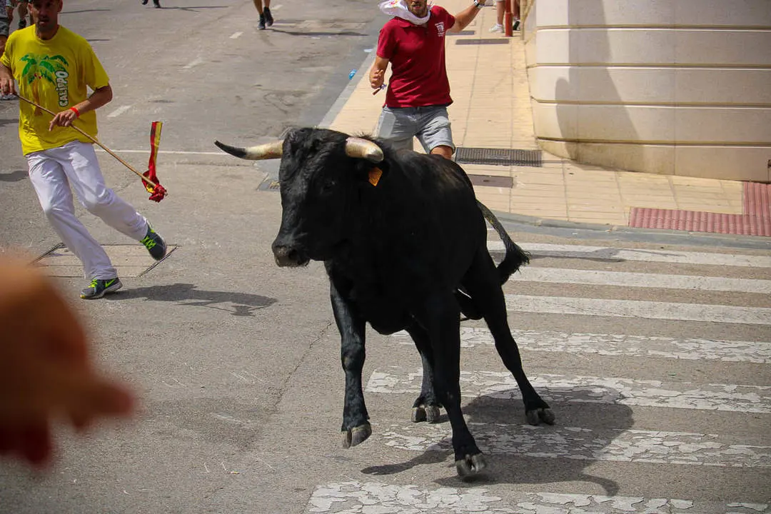 Llegada de los novillos a la plaza de toros-12