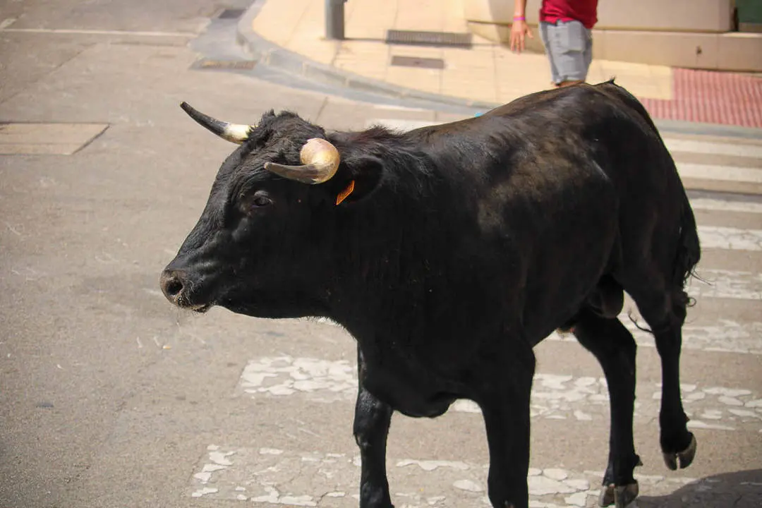 Llegada de los novillos a la plaza de toros-13