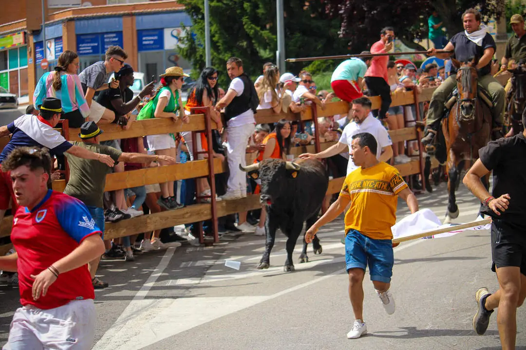 Llegada de los novillos a la plaza de toros-15