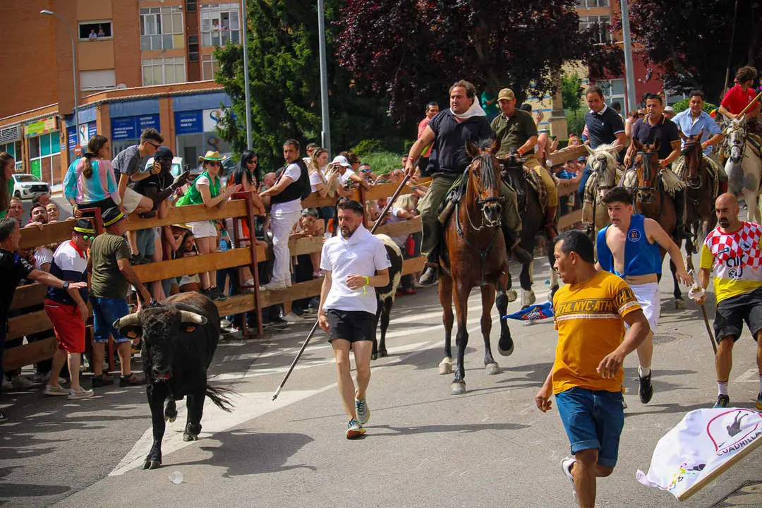 Llegada de los novillos a la plaza de toros-16