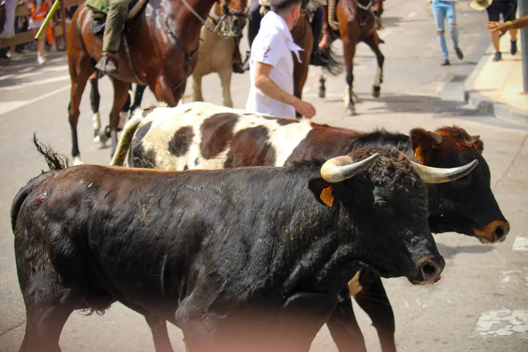 Llegada de los novillos a la plaza de toros-17