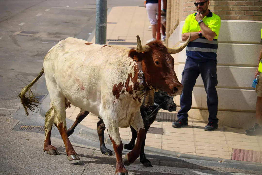 Llegada de los novillos a la plaza de toros-18