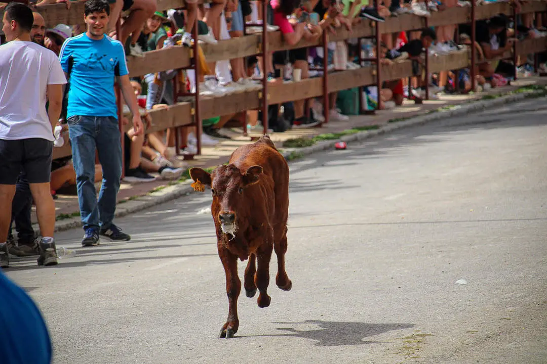 Llegada de los novillos a la plaza de toros-19