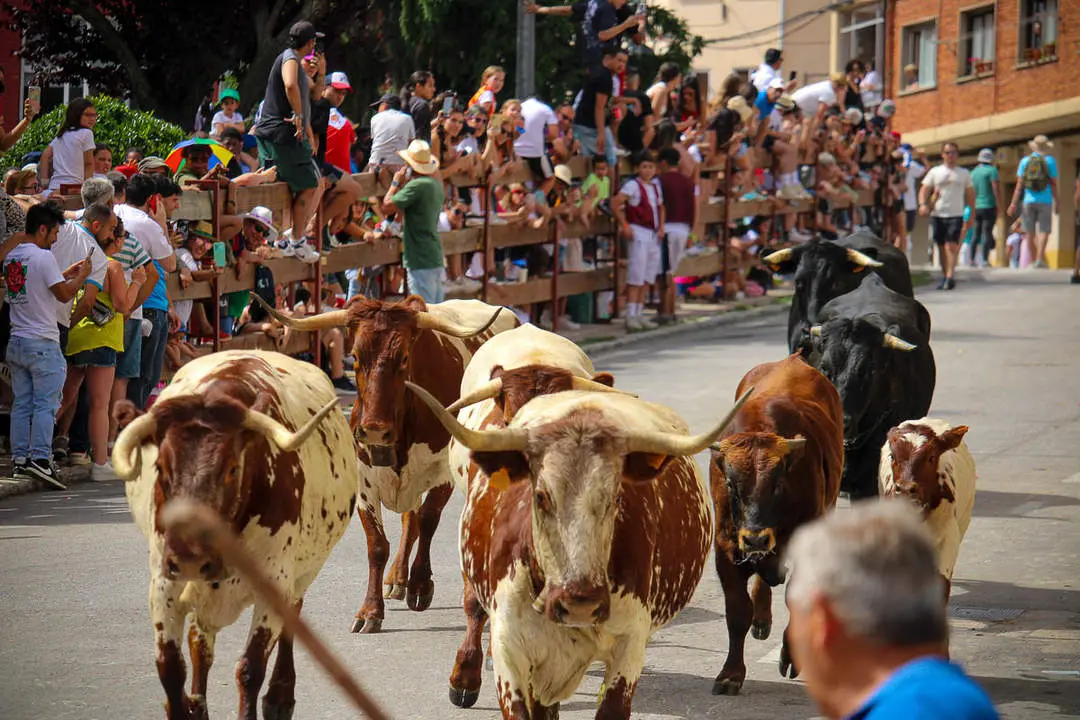 Llegada de los novillos a la plaza de toros-20