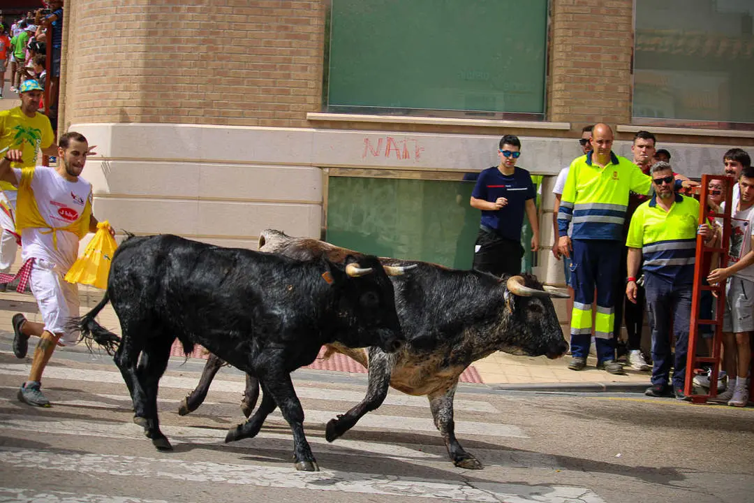 Llegada de los novillos a la plaza de toros-25