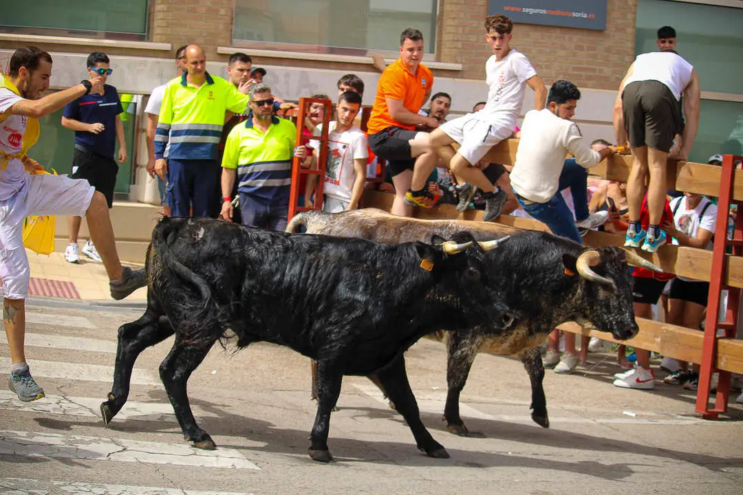 Llegada de los novillos a la plaza de toros-26