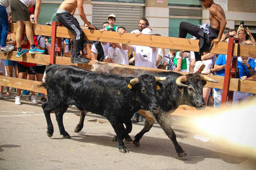 Llegada de los novillos a la plaza de toros-27