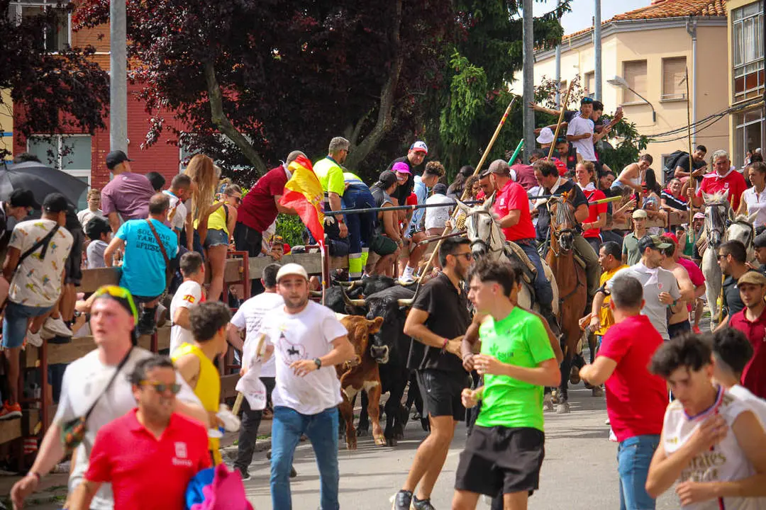 Llegada de los novillos a la plaza de toros-29